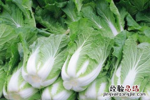 八月中旬种植什么蔬菜 8月初种植什么蔬菜