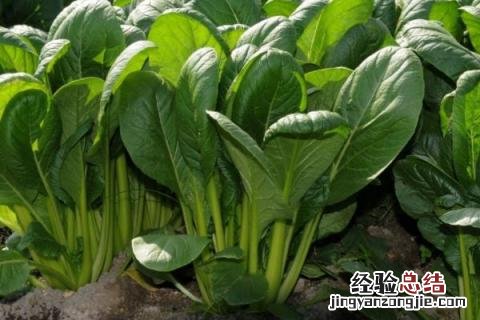 八月中旬种植什么蔬菜 8月初种植什么蔬菜
