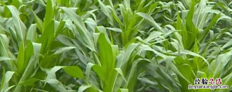 玉米后期管理技术要点,玉米后期施什么肥好