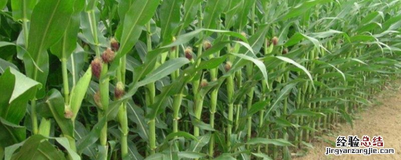 玉米防倒伏叶面喷施最佳时期,玉米防倒伏打什么药合适