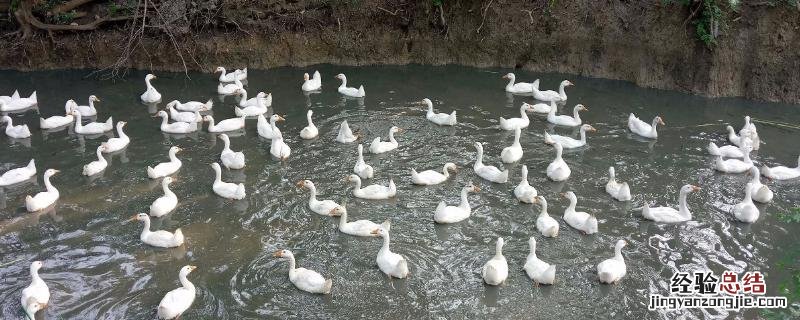 土霉素喂鹅防治什么病,土霉素多久吃一次