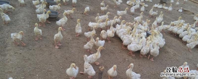 小鹅出壳多久吃东西,出壳1-7天保温多少度