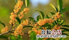 什么花开十里飘香诗句 花开十里飘香是哪诗句