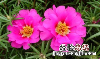 端午花的作用 午时花的功效与作用