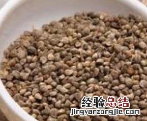 菠菜籽有什么功效 菠菜籽的功效与作用及禁忌