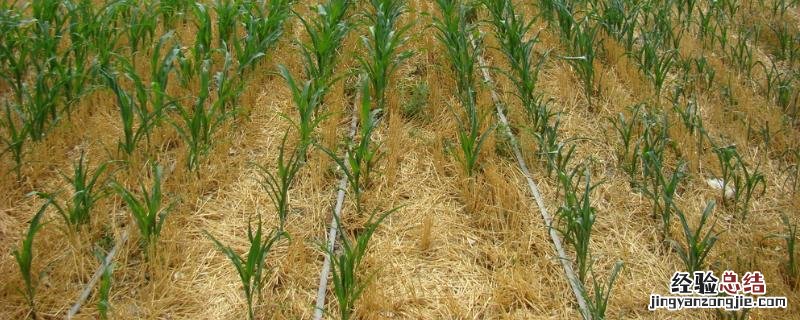 玉米滴灌种植施肥技术，滴灌施肥多长时间为宜