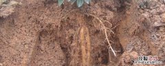 野生牛大力长什么样，和种植的牛大力有什么区别