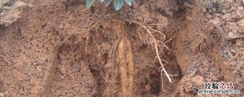 野生牛大力长什么样，和种植的牛大力有什么区别
