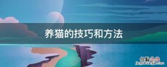 养猫的技巧和方法 养猫的诀窍