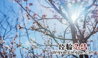 什么的梅花填合适词语 什么的梅花填空