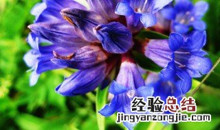 十味龙胆花说明书 十味龙胆花的功效