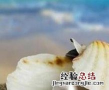 珍珠蚌壳的药用价值 珍珠蚌的壳有什么用