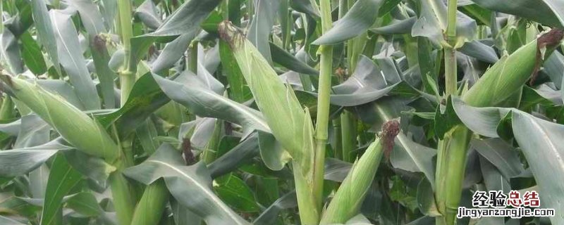请问专家玉米叉打好还是不打好 玉米叉为什么不能打,玉米叉是什么