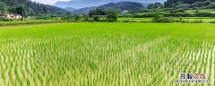 农田可以种果树吗?，种果树用什么复合肥好