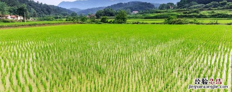 农田可以种果树吗?,种果树用什么复合肥好