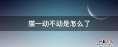 生出来的小猫一动不动是怎么了 猫一动不动是怎么了