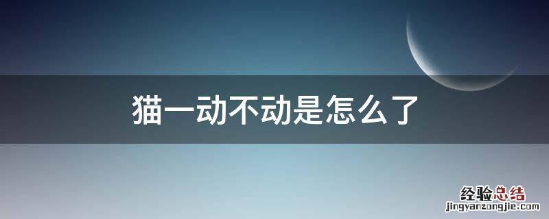 生出来的小猫一动不动是怎么了 猫一动不动是怎么了