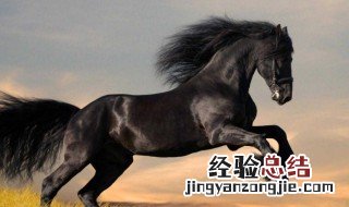 千里马的意思是什么 千里马是什么意思