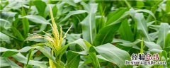 玉米产生分蘖的原因 为什么玉米分蘖不去掉更好