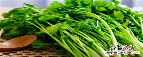 夏季种植香菜怎么样解决温度问题 夏天35度怎样种植香菜