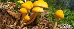 蘑菇种类 蘑菇种类 可食用