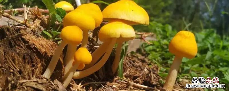 蘑菇种类 蘑菇种类 可食用