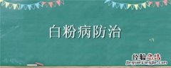 黄瓜白粉病防治 白粉病防治