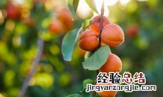 怎样保存鲜杏 新鲜杏怎么长时间保存