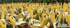 玉米寓意 玉米寓意和象征