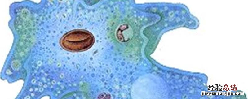 变形虫是什么生物 眼虫变形虫是什么生物