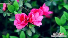 杜鹃花家居作用及其家居搭配技巧介绍