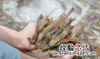 吃不完的虾怎么保存 如何存放虾