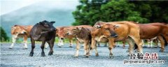 瘤胃宝能长期喂吗 瘤胃宝能喂猪吗