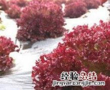 紫生菜的营养价值及功效与作用 紫叶生菜营养价值是什么