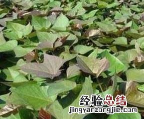 紫薯叶的营养价值及功效与作用 紫薯叶子的营养价值