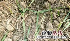 北方夏季种菜怎样防止土壤结块 怎么能避免土壤结块