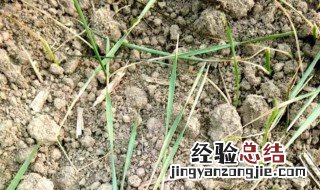 北方夏季种菜怎样防止土壤结块 怎么能避免土壤结块