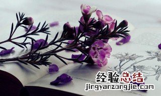 小蒜苗的成长记录作文 小蒜苗的成长记录作文怎么写