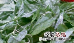 比麻叶功效是什么 比麻叶功效