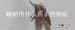 蛾蚋用什么杀虫剂杀 蛾蚋用什么药杀的彻底