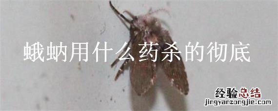 蛾蚋用什么杀虫剂杀 蛾蚋用什么药杀的彻底