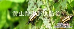 黄条跳甲虫用什么药 黄虫跳甲怎么防治
