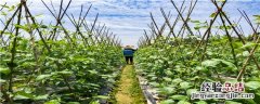 甲胺磷治什么害虫 甲胺磷农药杀什么虫