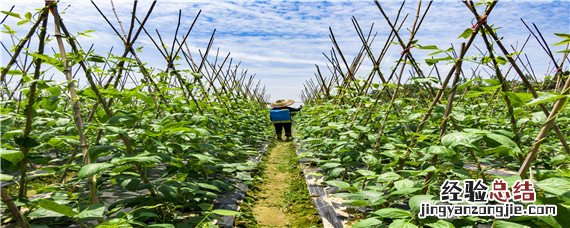 甲胺磷治什么害虫 甲胺磷农药杀什么虫