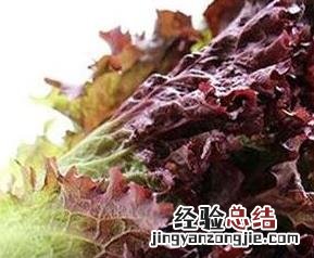 紫皮莴笋的营养价值 紫莴笋的营养价值