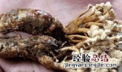 家里种的虫草是什么品种 家里种的大虫草可以吗