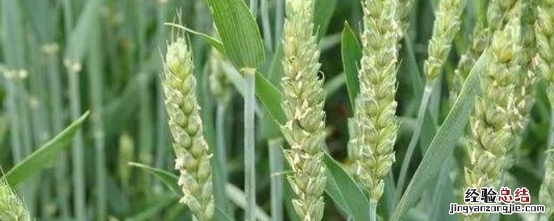 小麦打什么药增产明显，小麦增产套餐什么时候打