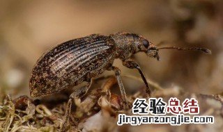 豌豆象内容概括 关于豌豆象内容概括