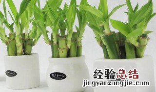 办公室养富贵竹还是转运竹 办公室龙竹富贵竹养几支最旺运