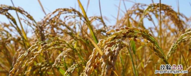 东北那么冷为什么还能种水稻，东北水稻最长的生长期是多少